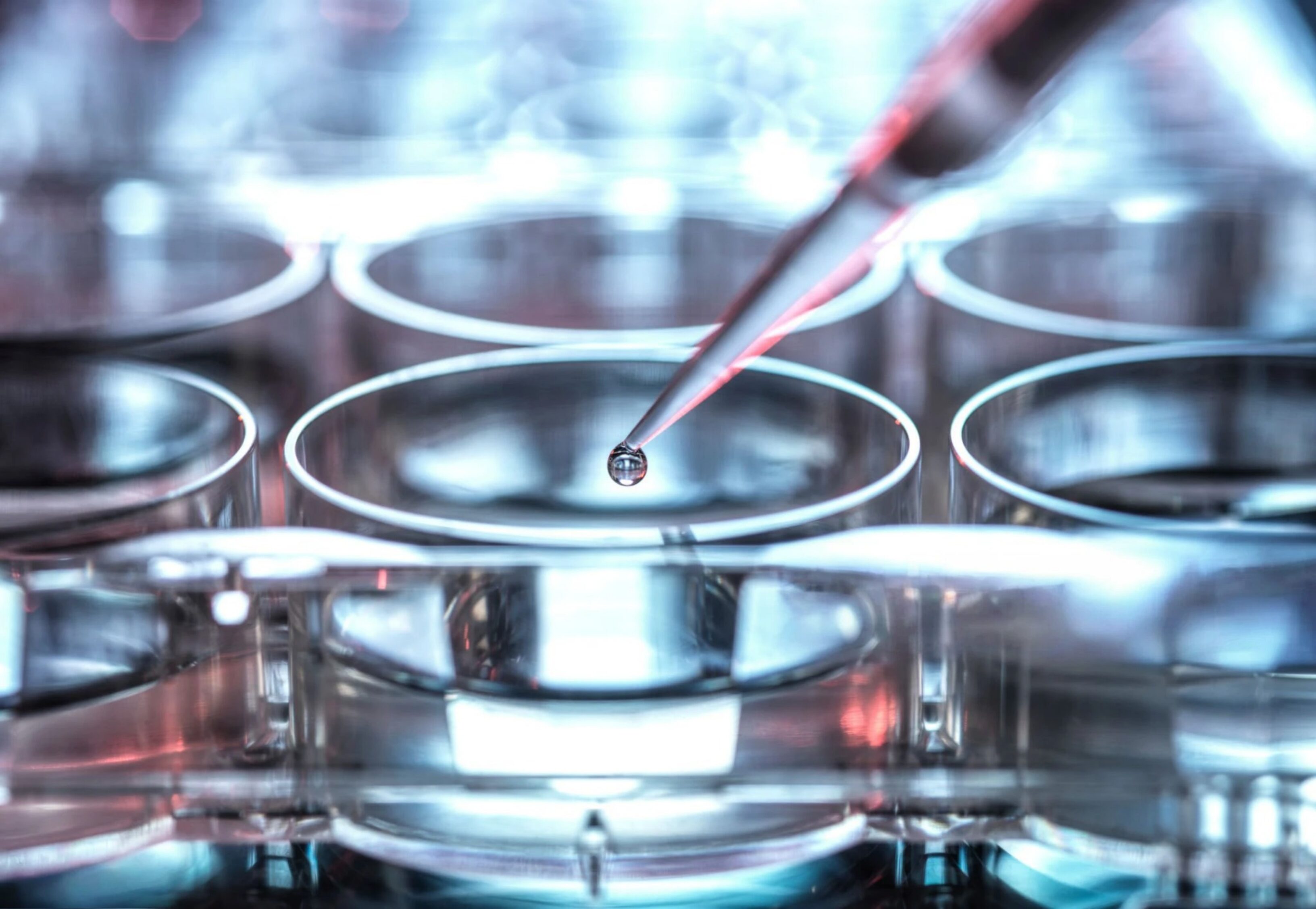 A pipette carefully dispenses a drop of liquid into a cell culture plate in a research laboratory.
