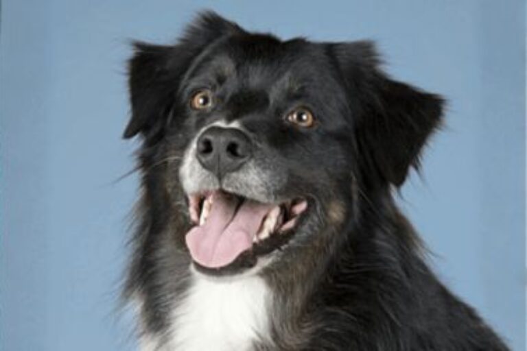 animal health custom antibody generation services