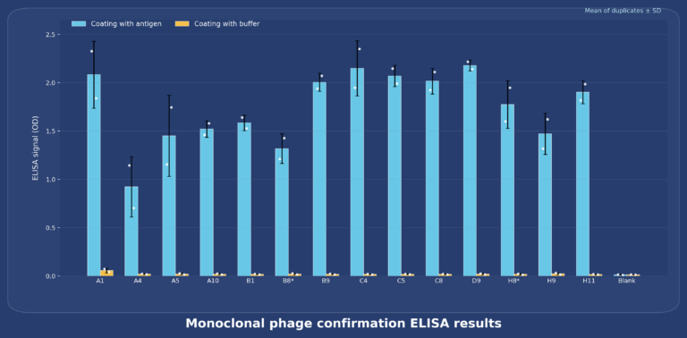 Monoclonal phage confirmation ELISA results
